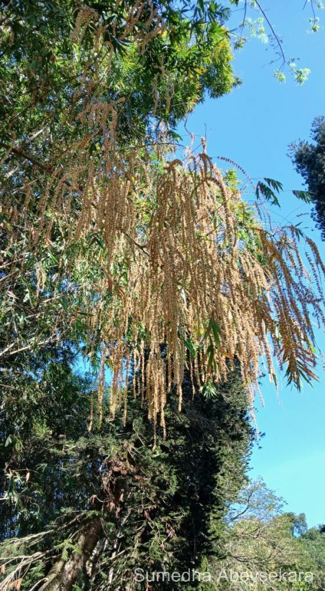 Dendrocalamus giganteus Munro